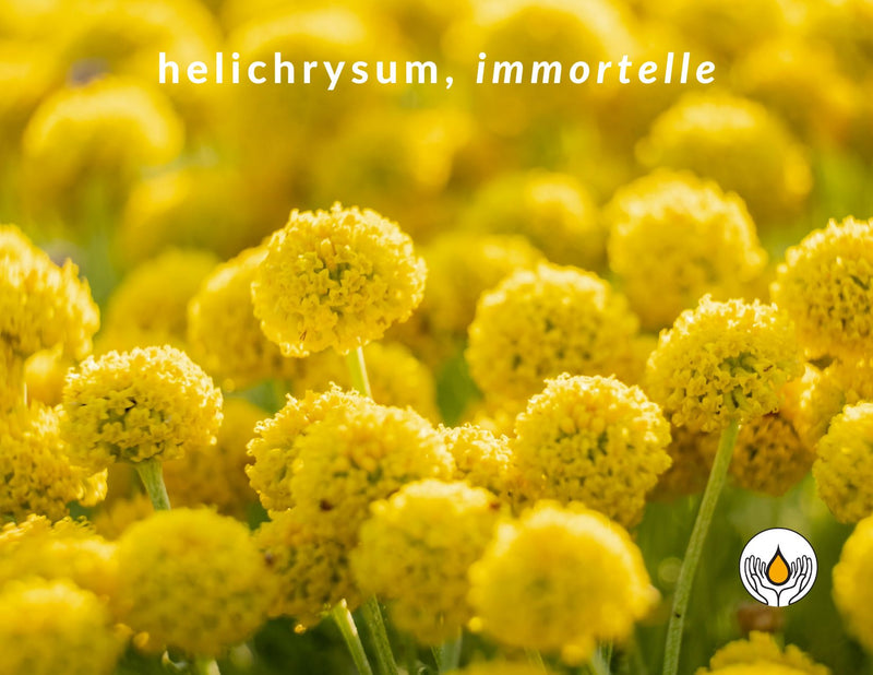 Helichrysum: The Botanical For Glowing Skin