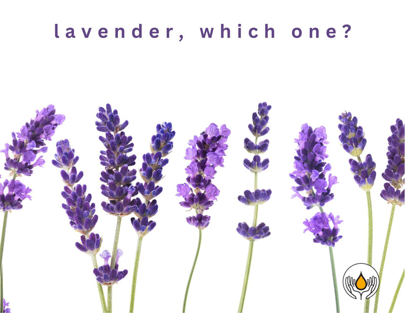 Our 3 Unique Varieties Of Lavender Explained