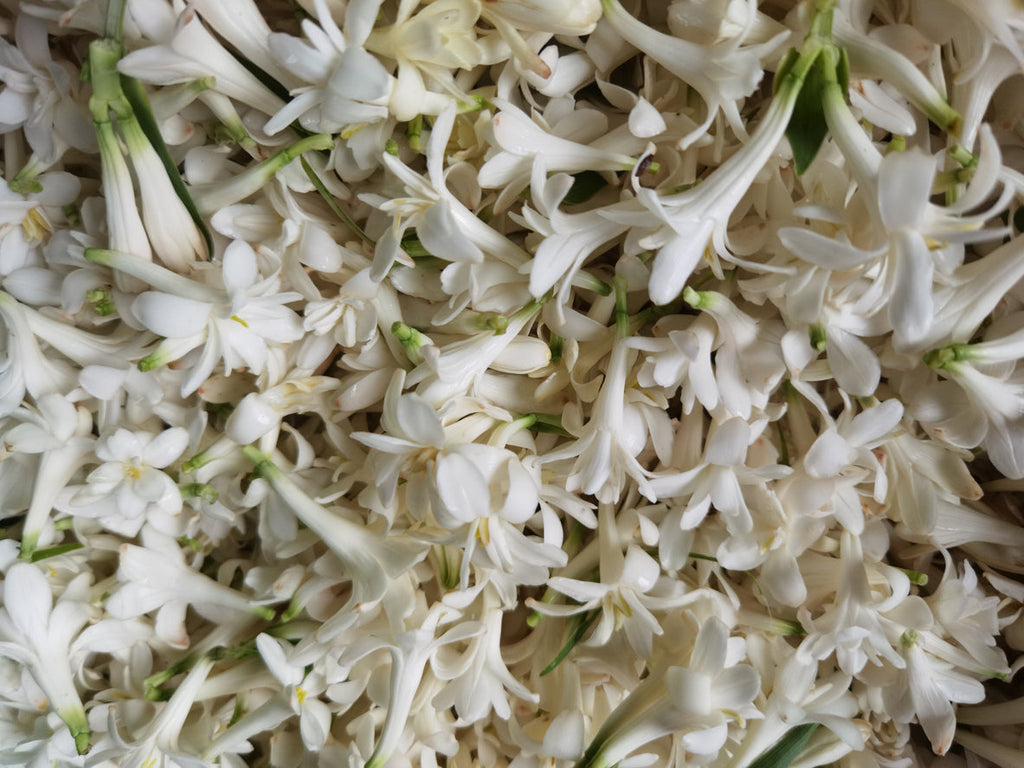 The Spring Blossom We Cannot Get Enough Of