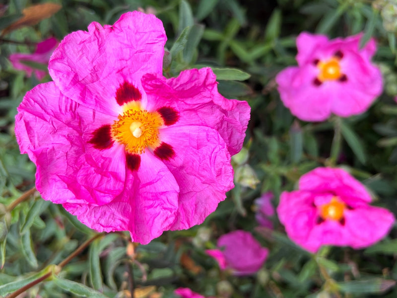 5 Reasons We Couldn't Be Without Cistus