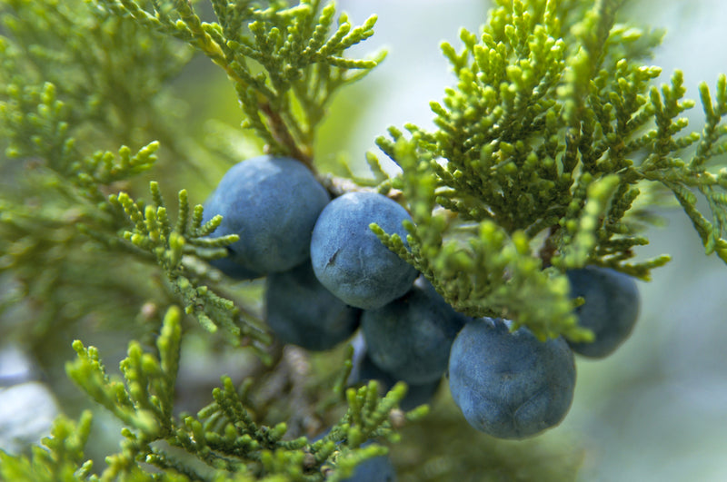 Mountain Juniper Hydrosol