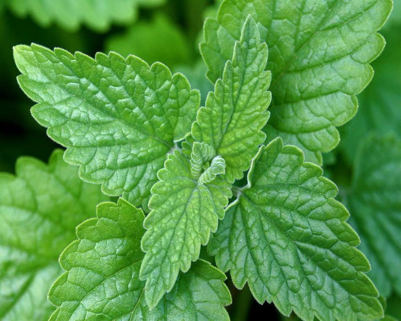 Spearmint