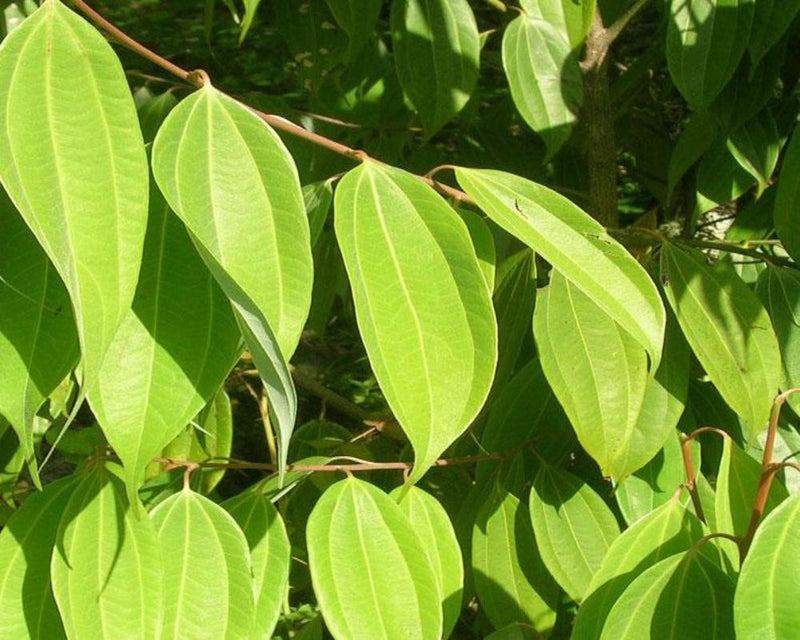 Cinnamon Leaf
