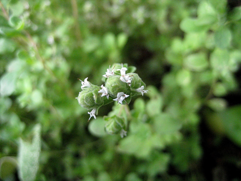 Marjoram, Sweet