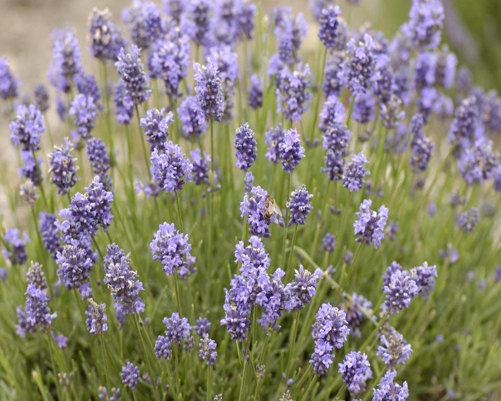 Lavender Highland Hydrosol - PRE-ORDER JULY 5