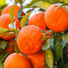 Red Mandarin