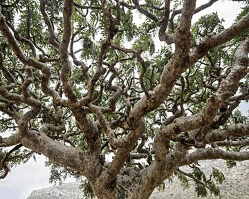 Frankincense, Holy (sacra)