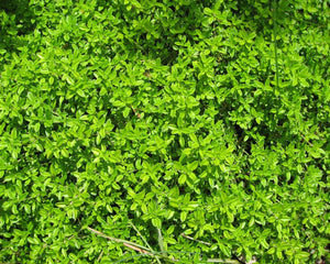 Mild Thyme (linalol)