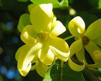 Ylang Ylang