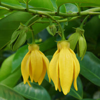 Ylang Ylang Complete